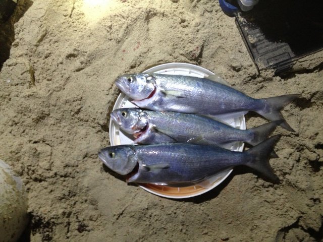 Beach fishing in perth 55cm tailor good fun!